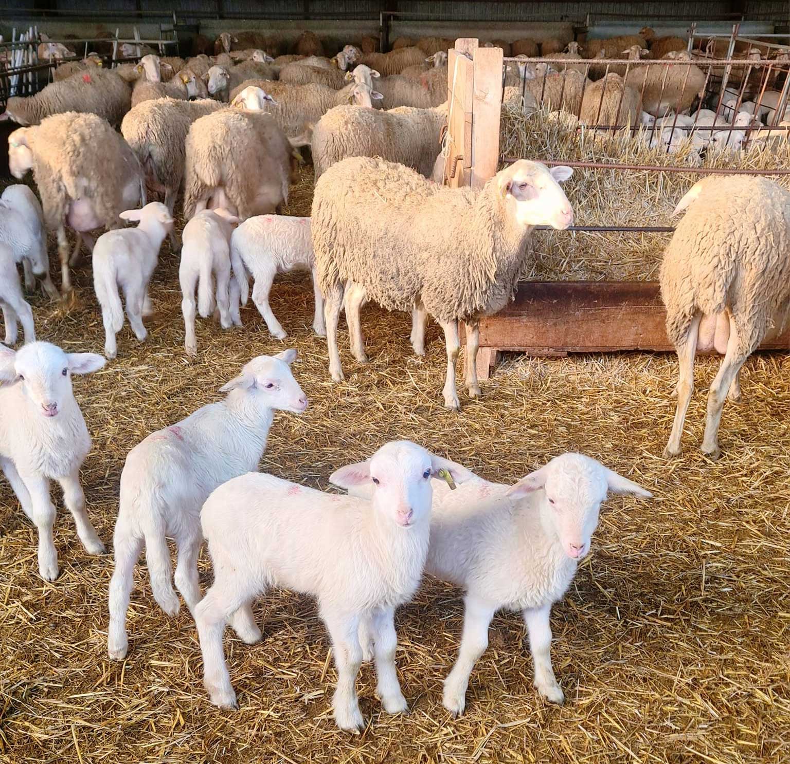 ¿Os gustaría hacer una pequeña escapada a nuestra granja en Pirineos? 